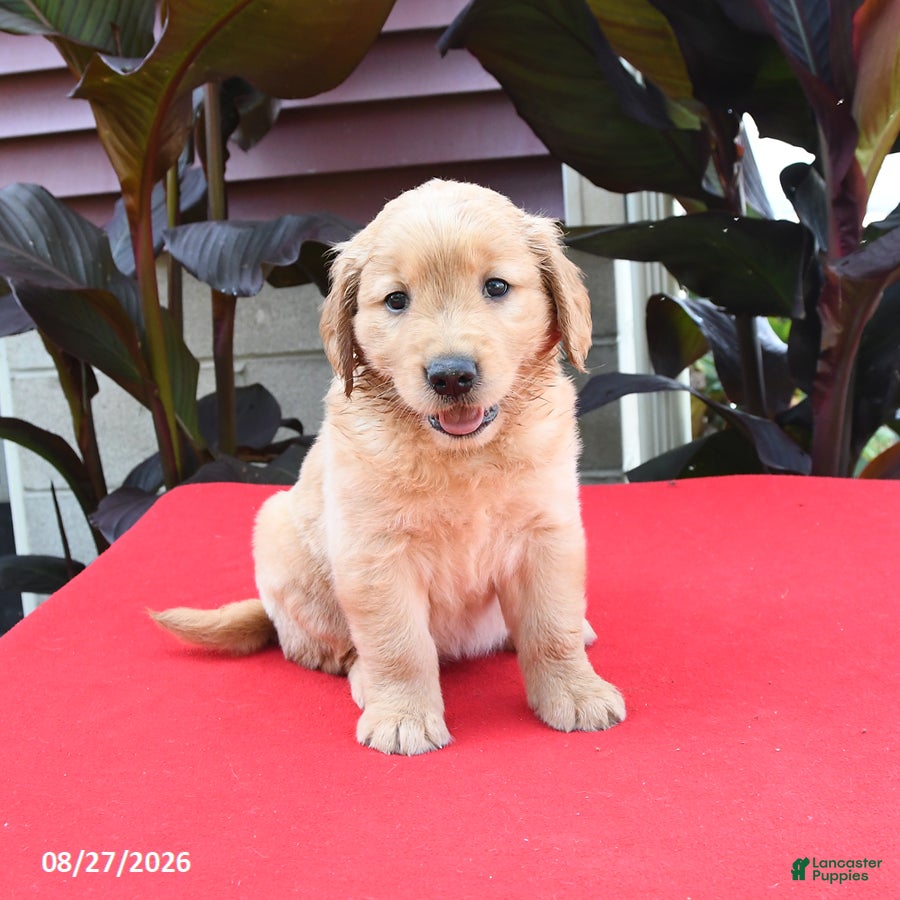 Golden Retriever dogs for sale: Dash - Ad 4