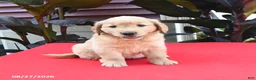 Golden Retriever dogs for sale: Dash - Ad 1