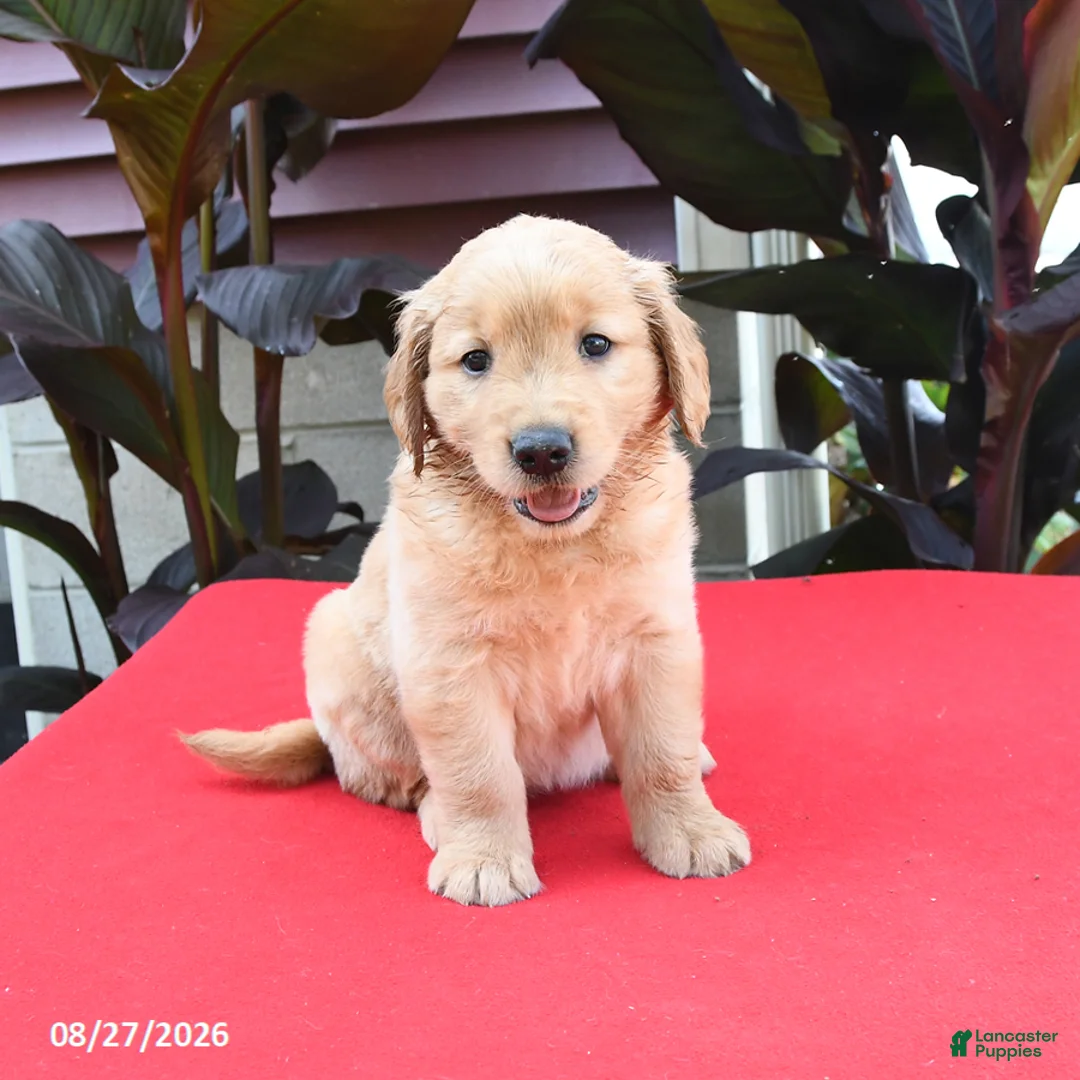 Golden Retriever dogs for sale: Dash - Ad 1