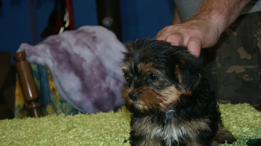 Yorkshire Terrier dogs for sale: Cookie - Ad 1