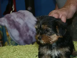 Yorkshire Terrier dogs Cookie - Ad 8