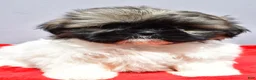 Shih Tzu dogs for sale: Misty - Ad 7