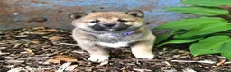 Shiba Inu dogs for sale: Trixie - Ad 4