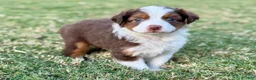 Toy Australian Shepherd dogs for sale: Mario - Ad 1