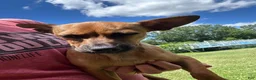 Chorkie dogs for sale: Bosley - Ad 2