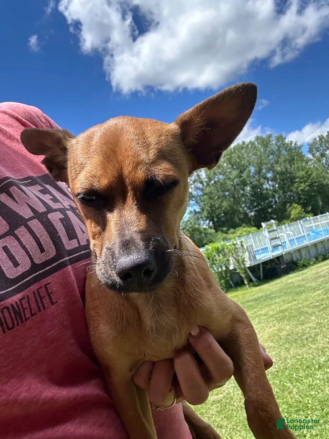 Chorkie dogs for sale: Bosley - Ad 2