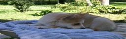 Pomsky dogs for sale: Bella - Ad 5