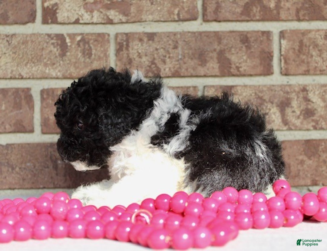 Miniature Poodle dogs for sale: Comet - Ad 6