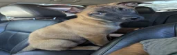 Belgian Malinois dogs for sale: Belgian Malinois Puppy 3 - Ad 1