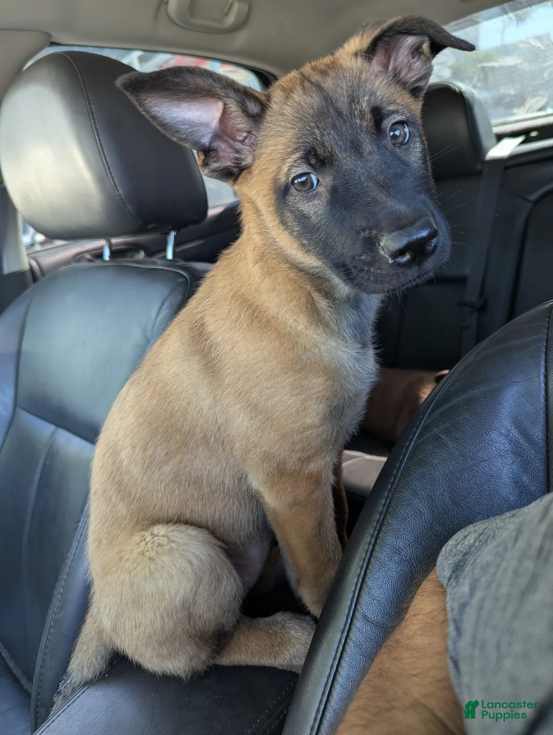 Belgian Malinois dogs for sale: Belgian Malinois Puppy 3 - Ad 1