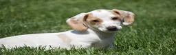Miniature Dachshund dogs for sale: Noah - Ad 8