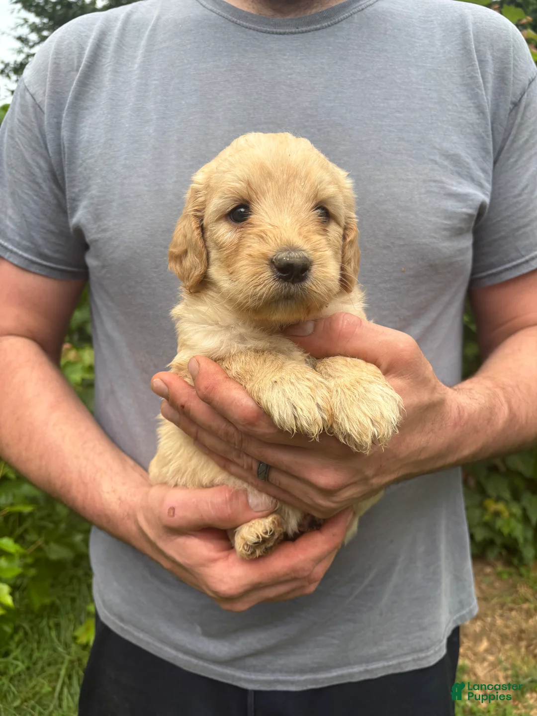 Goldendoodle dogs for sale: Goldendoodle 6 - Ad 1
