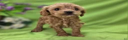 Cockapoo dogs for sale: Girdle - Ad 6