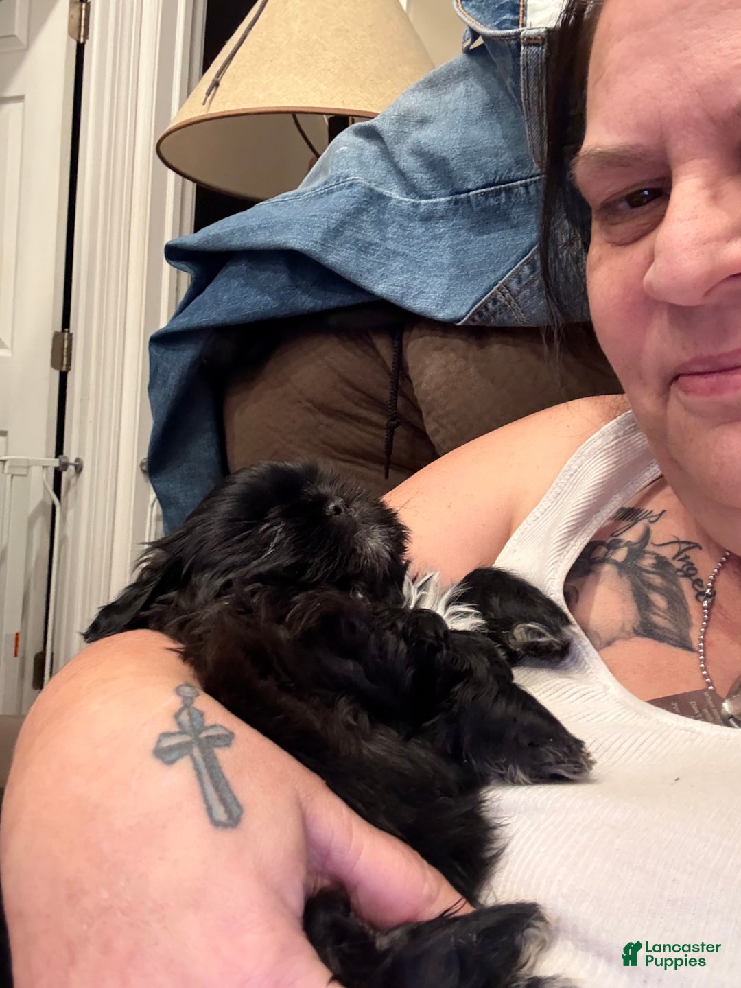 Shih Tzu dogs for sale: Raven - Ad 5