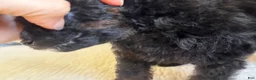 Miniature Poodle dogs for sale: Prince - Ad 5