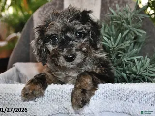 Bichpoo dogs Bella - Ad 17