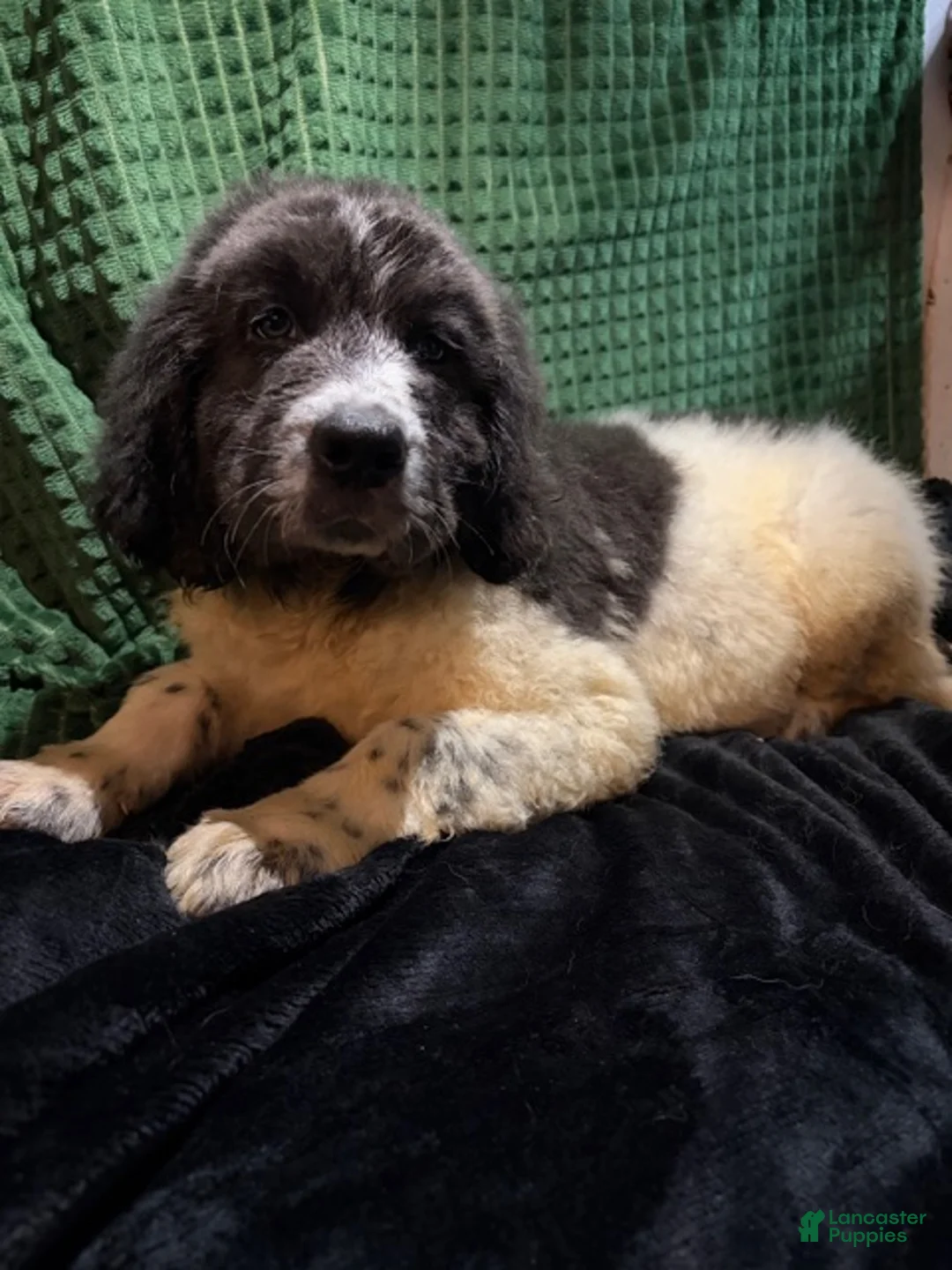 Newfoundland dogs for sale: Yellow Collar male - Ad 2