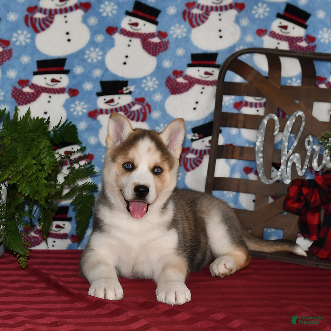 Gallery Image {{count}}