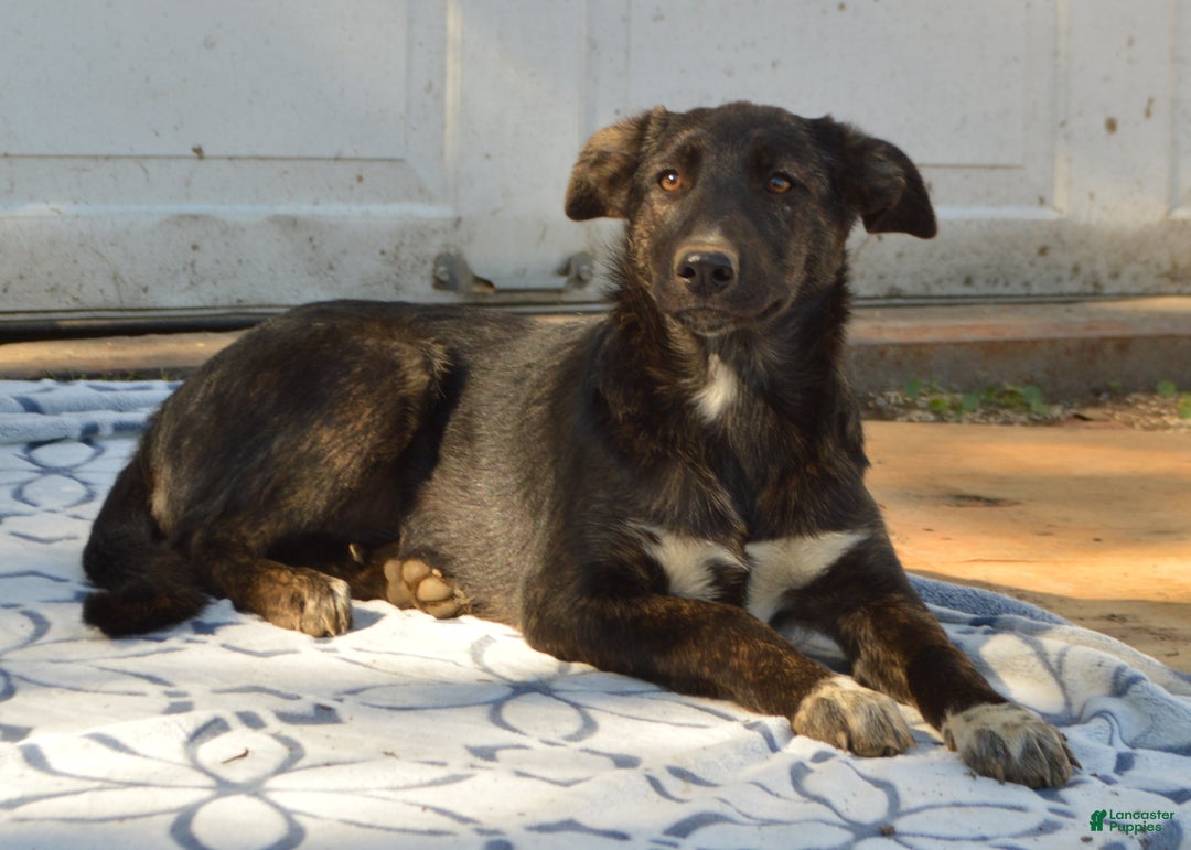 Mixed Breed dogs for sale: Allie - Ad 13