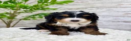 Mini Bernedoodle dogs for sale: 🎈Ace - Ad 5