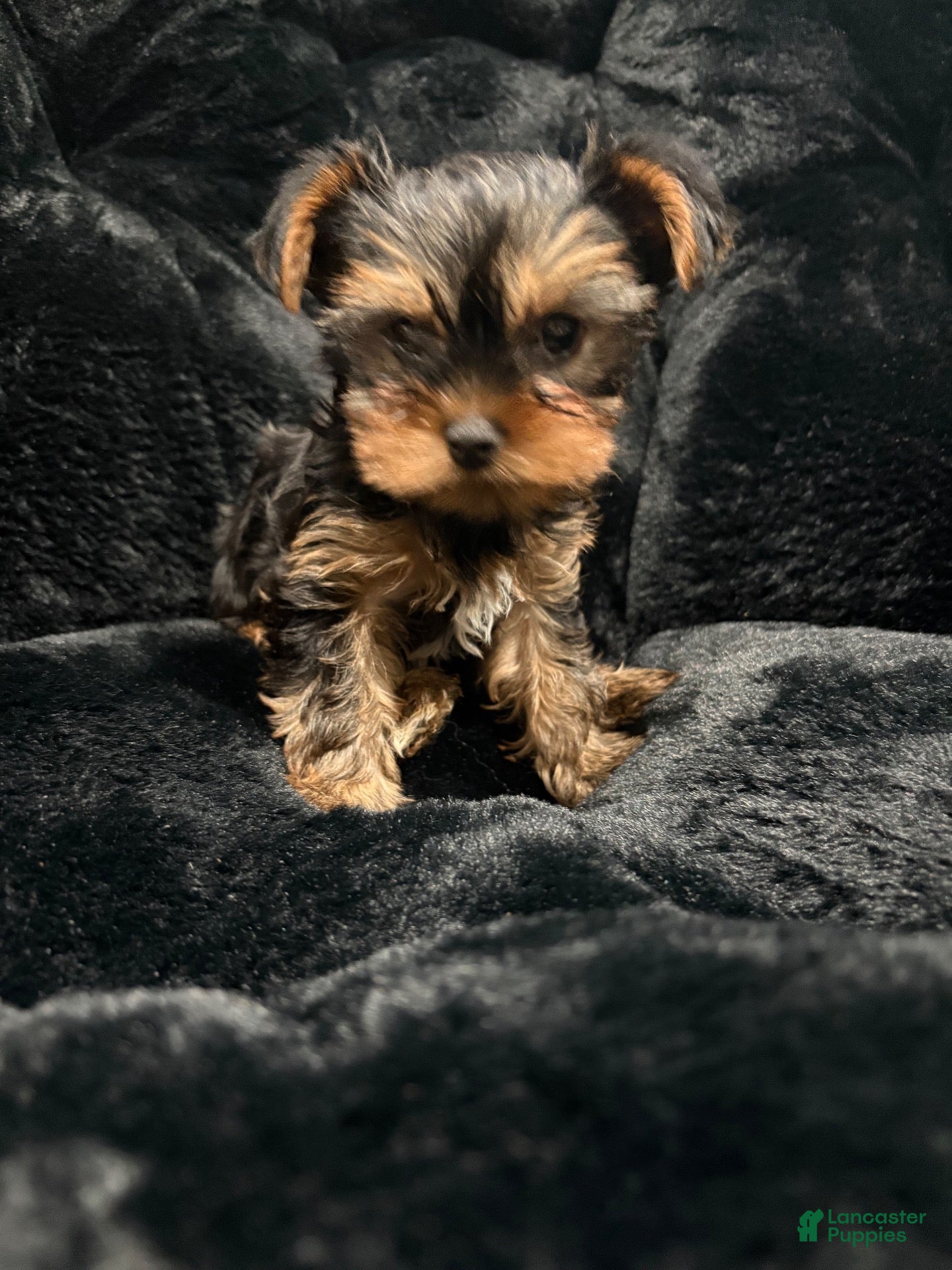 Yorkshire Terrier dogs for sale: Yorkshire Terrier 1 - Ad 2