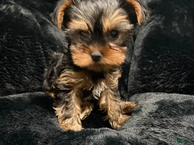 Yorkshire Terrier dogs for sale: Yorkshire Terrier 1 - Ad 2