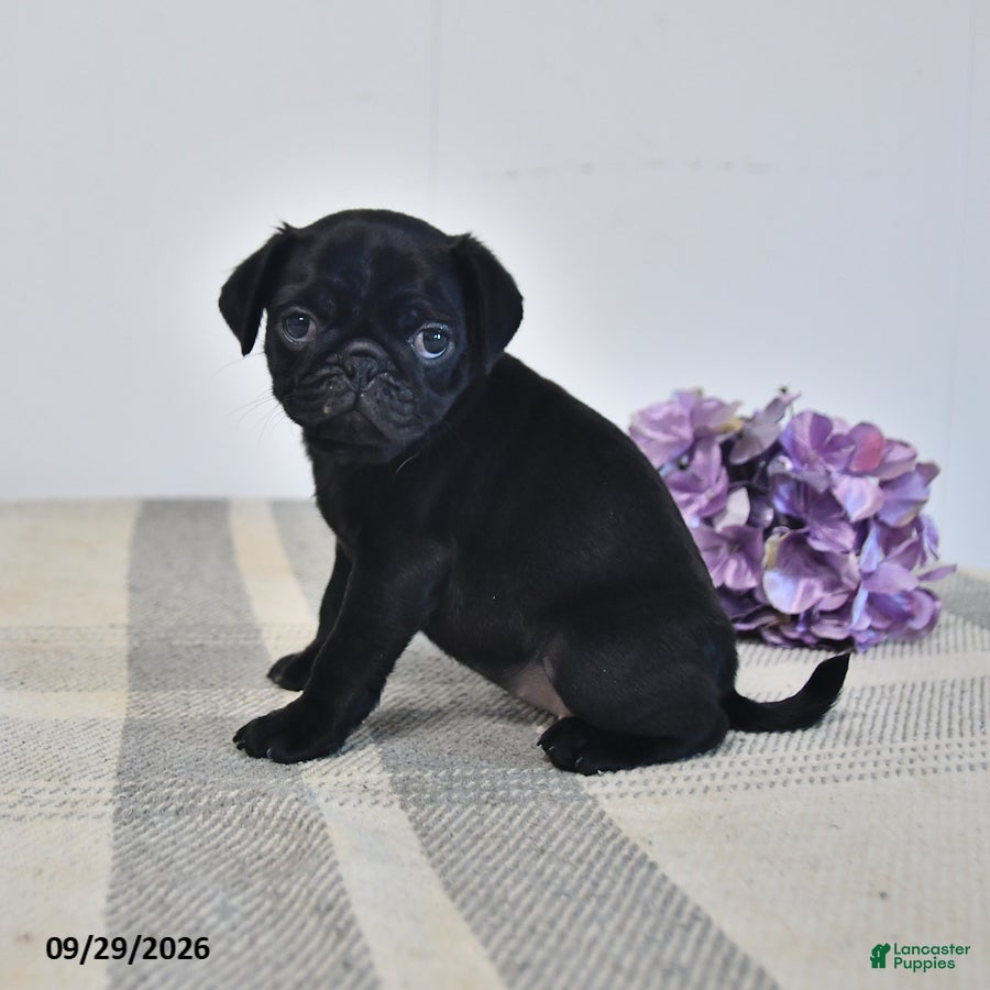 Pug dogs Odessa - Ad 2