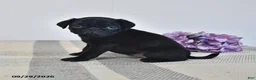 Pug dogs for sale: Odessa - Ad 2