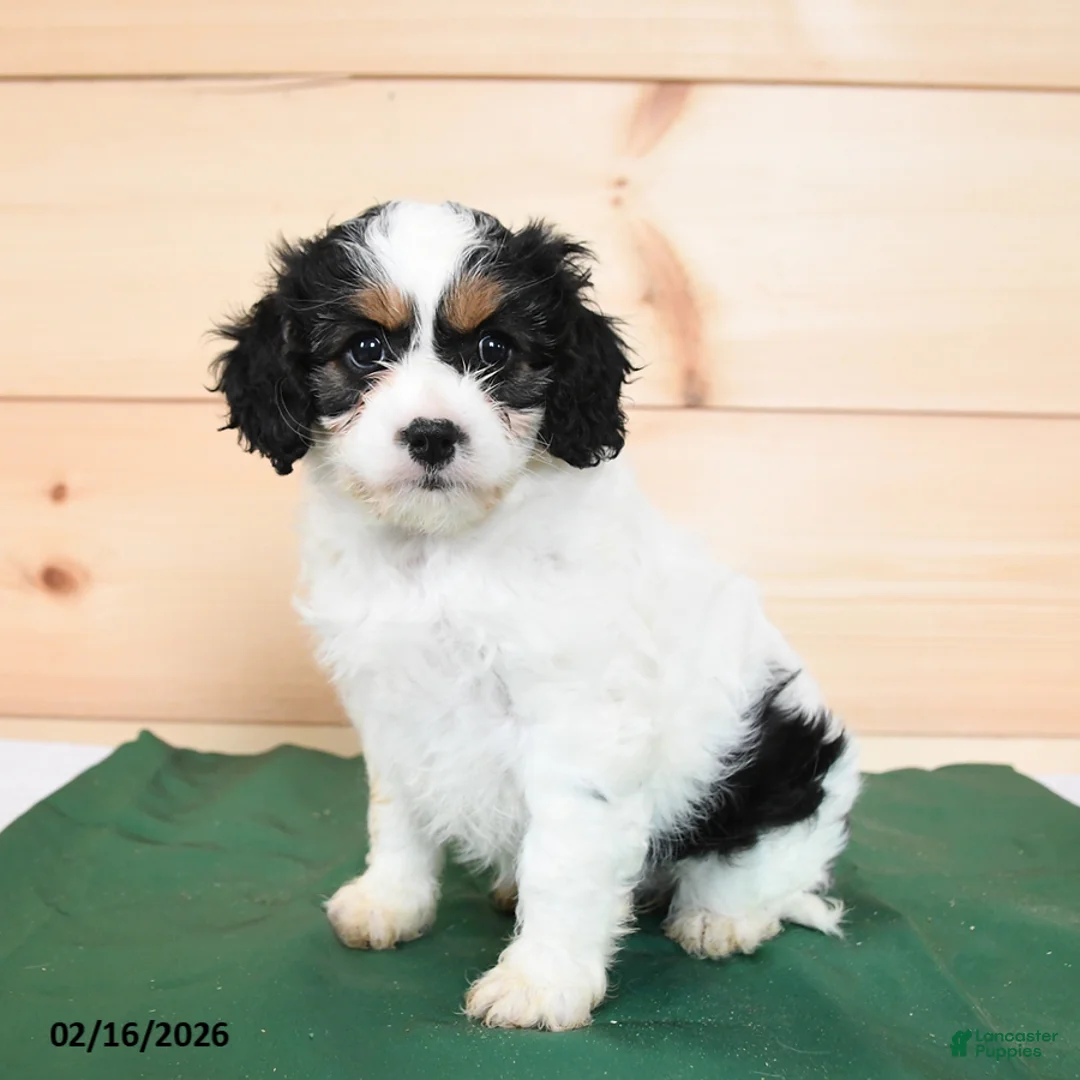 Cavapoo dogs for sale: Harmony - Ad 1