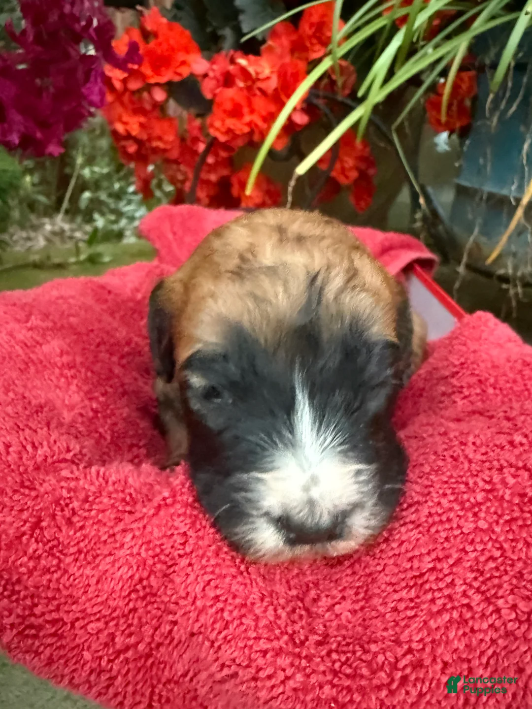 Mixed Breed dogs for sale: Oscar - Ad 8