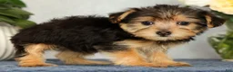 Yorkiepoo dogs for sale: Molly - Ad 5