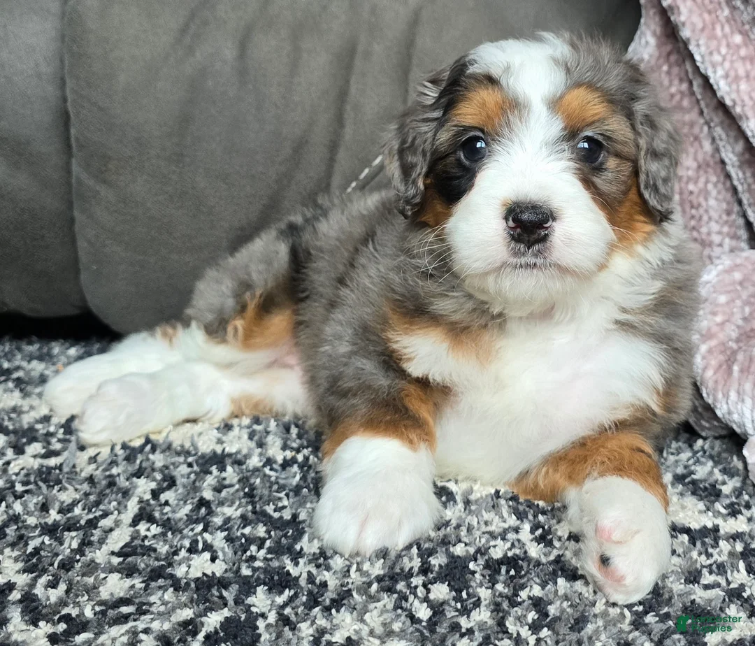 Mini Bernedoodle dogs for sale: Mini Alfie - Ad 14