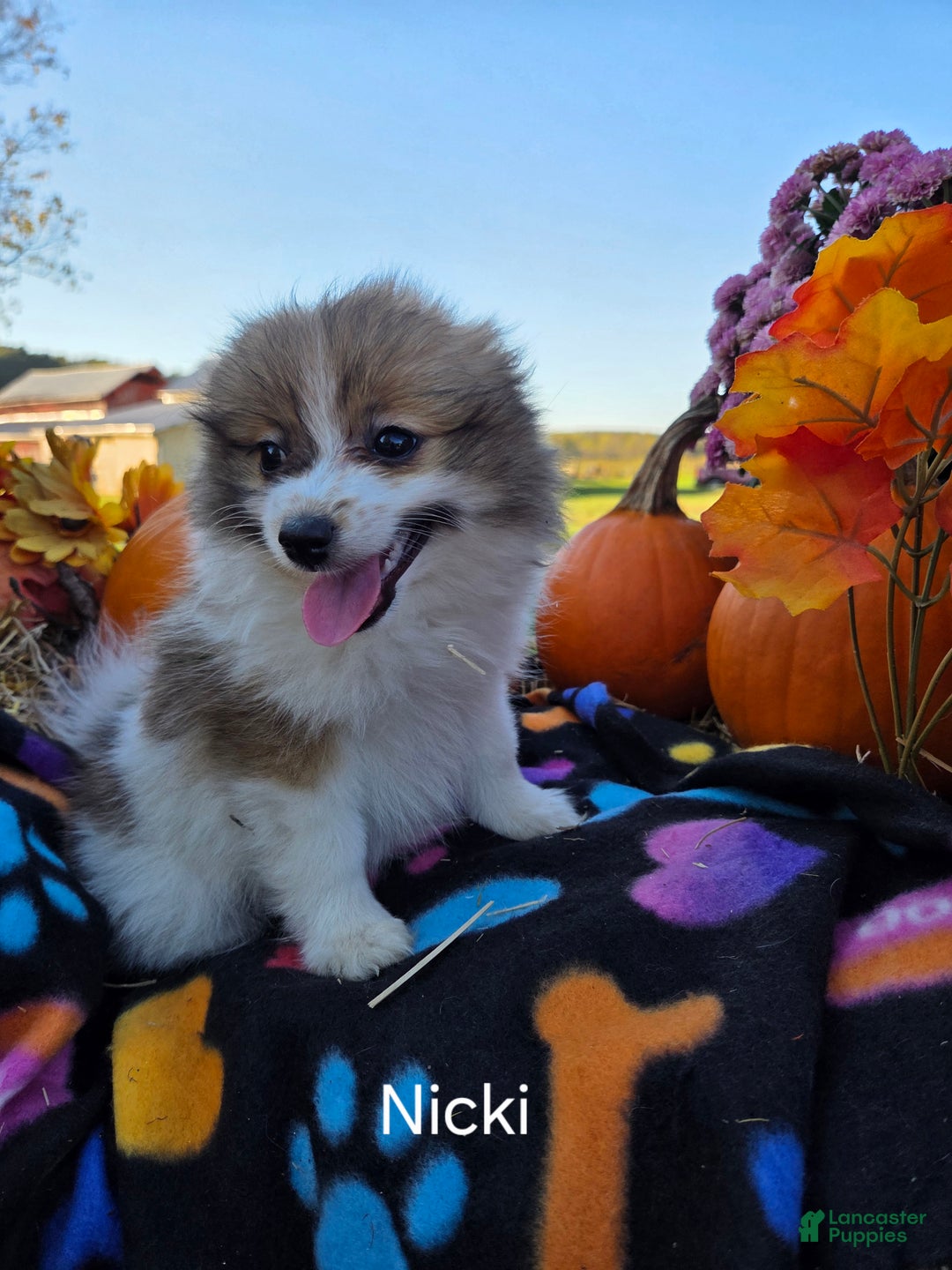 Pomeranian dogs for sale: Nicki - Ad 5