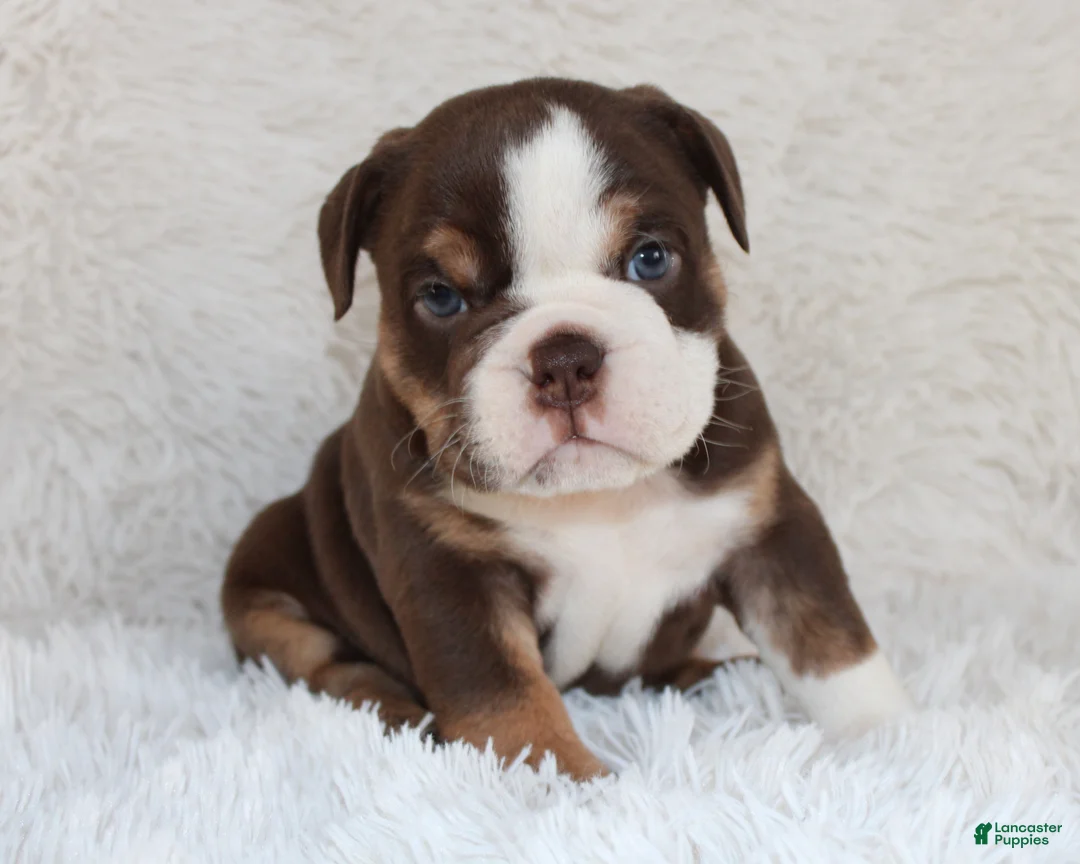 English Bulldog dogs for sale: AKC Olive  - Ad 3