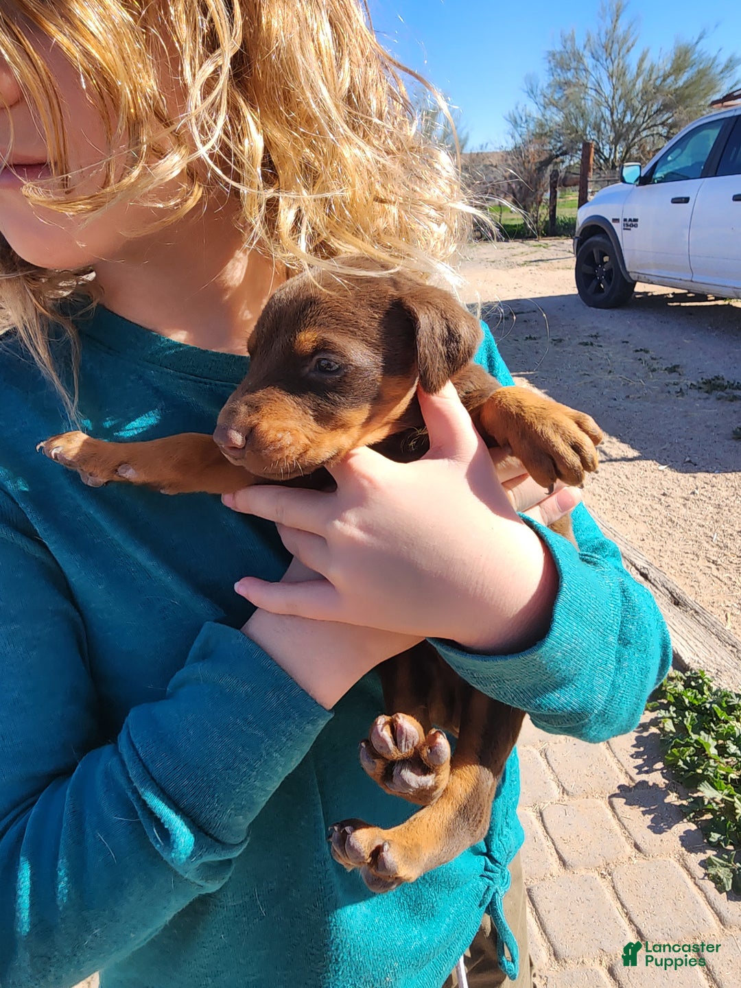 Doberman Pinscher dogs for sale: Poppy F1 - Ad 2