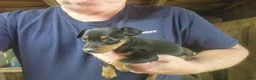 Miniature Pinscher dogs for sale: Teddy - Ad 2