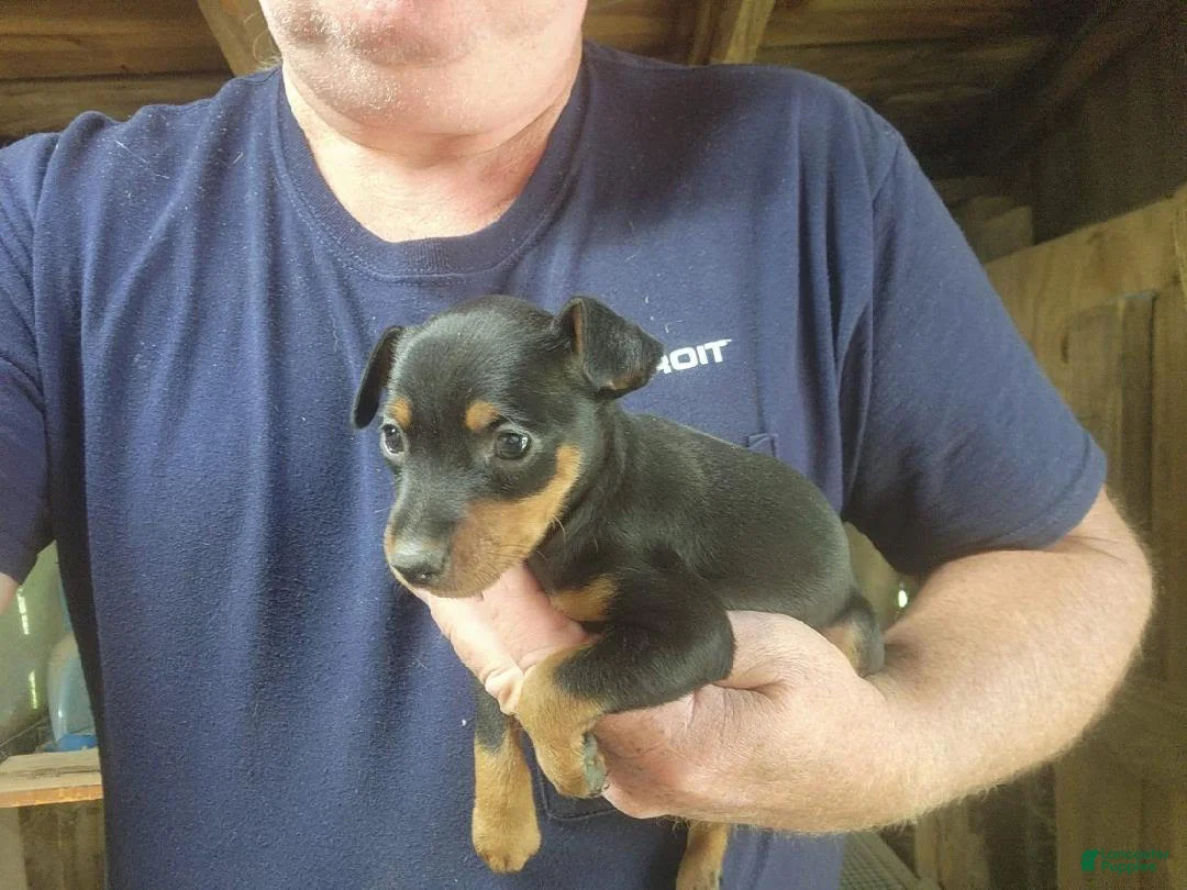 Miniature Pinscher dogs for sale: Teddy - Ad 2