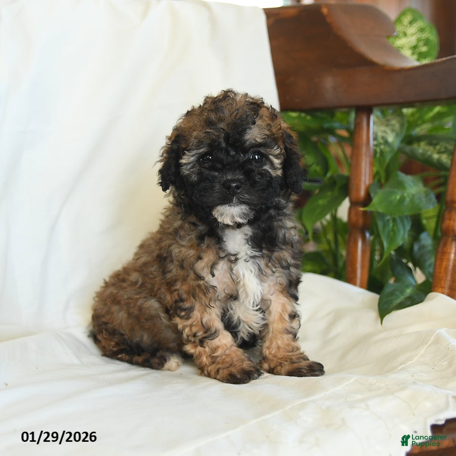 Miniature Poodle dogs for sale: Jasper - Ad 4