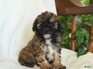 Miniature Poodle dogs for sale: Jasper - Ad 4