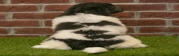 Newfoundland dogs for sale: Angel - Ad 5