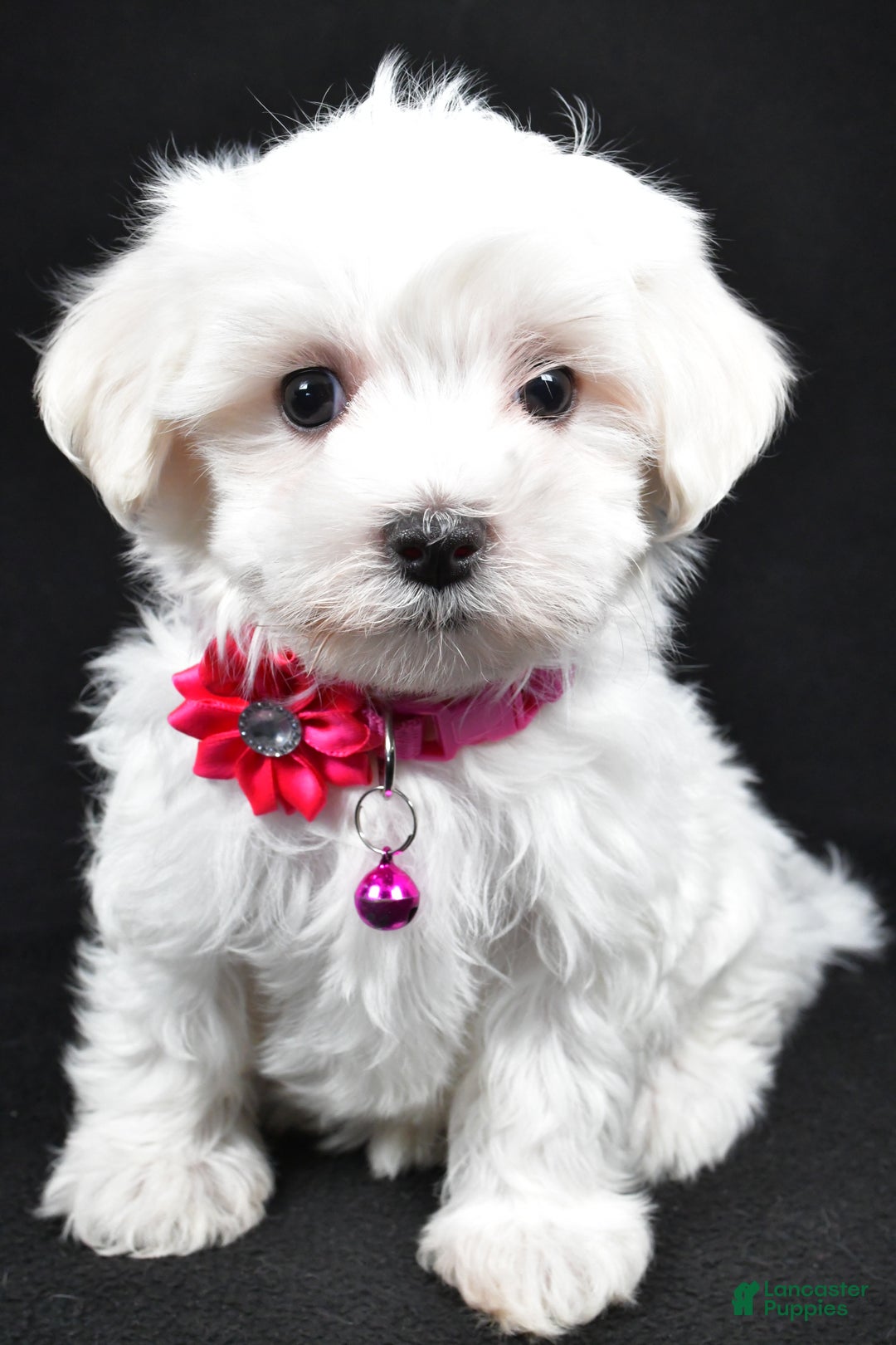 Maltese dogs for sale: Jill - Ad 3