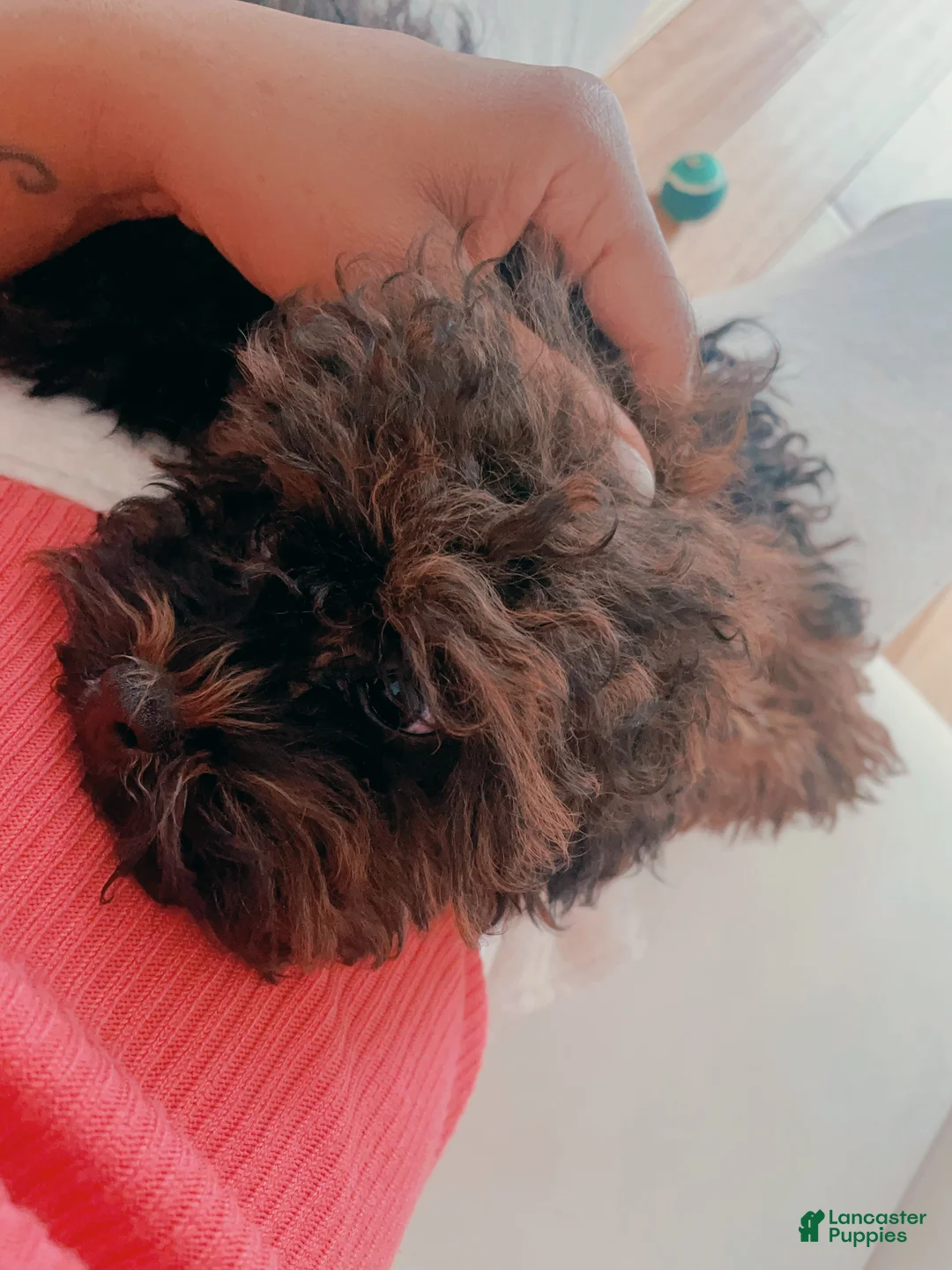 Shihpoo dogs for sale: Shihpoo Puppy 1 - Ad 4