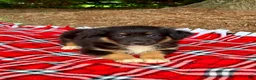 Miniature Australian Shepherd dogs for sale: Archie - Ad 4