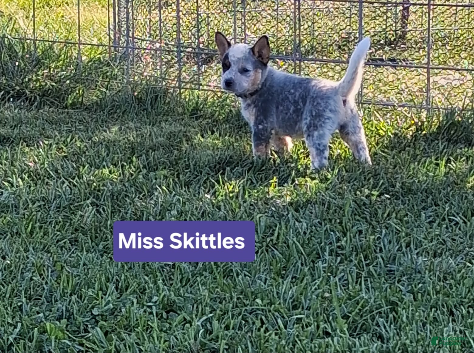 Australian Cattle Dog dogs  AKC Australian Cattle Dog Miss Skittles  - Ad 2