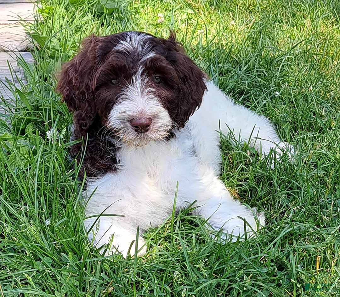 Gallery Image {{count}}