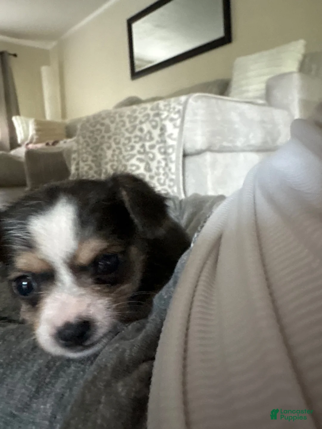 Mixed Breed dogs for sale: Mixed Breed 4 - Ad 1