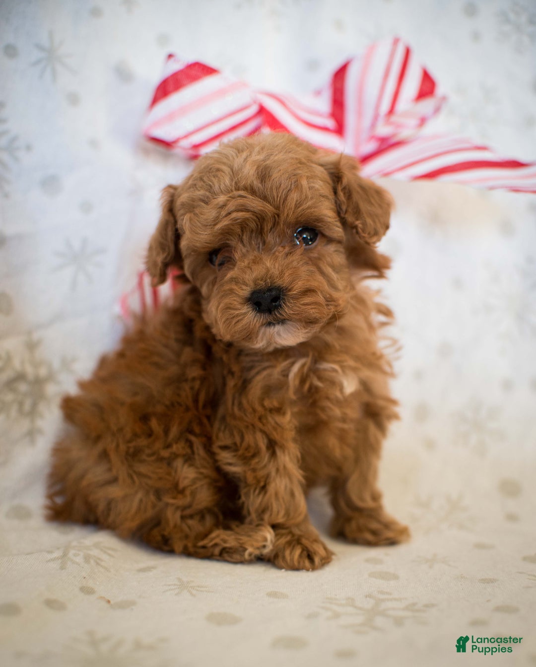 Miniature Poodle dogs for sale: Tiny Tim - Ad 6