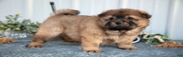 Chow Chow dogs for sale: Cartier - Ad 1