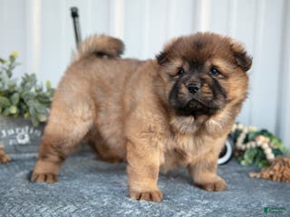 Chow Chow dogs Cartier - Ad 2