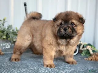 Chow Chow dogs Cartier - Ad 3
